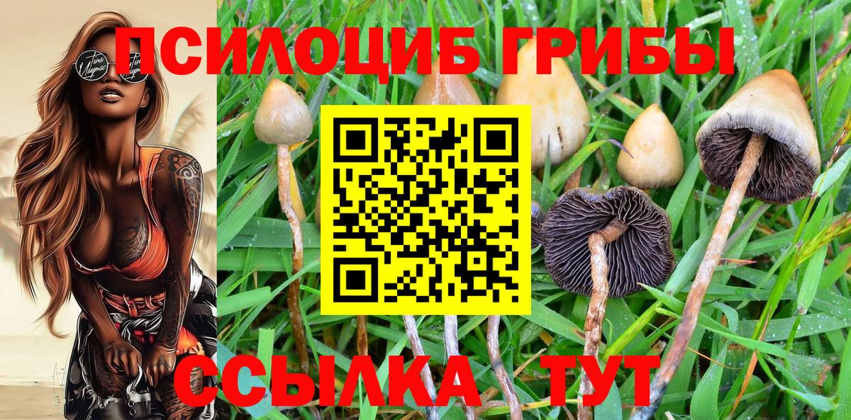 купить наркоту  Псилоцибиновые грибы прущие грибы  Вход с VPN  Будённовск 