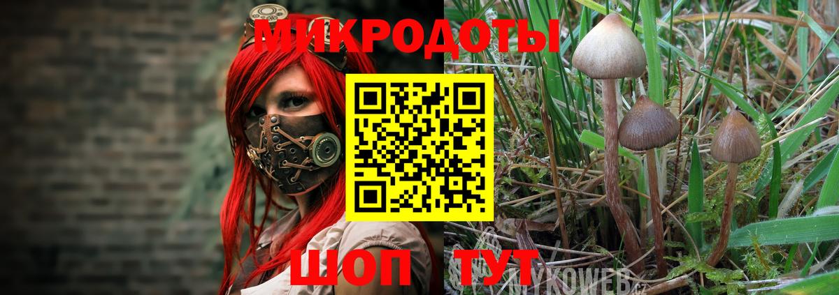 Псилоцибиновые грибы Psilocybine cubensis  Будённовск 